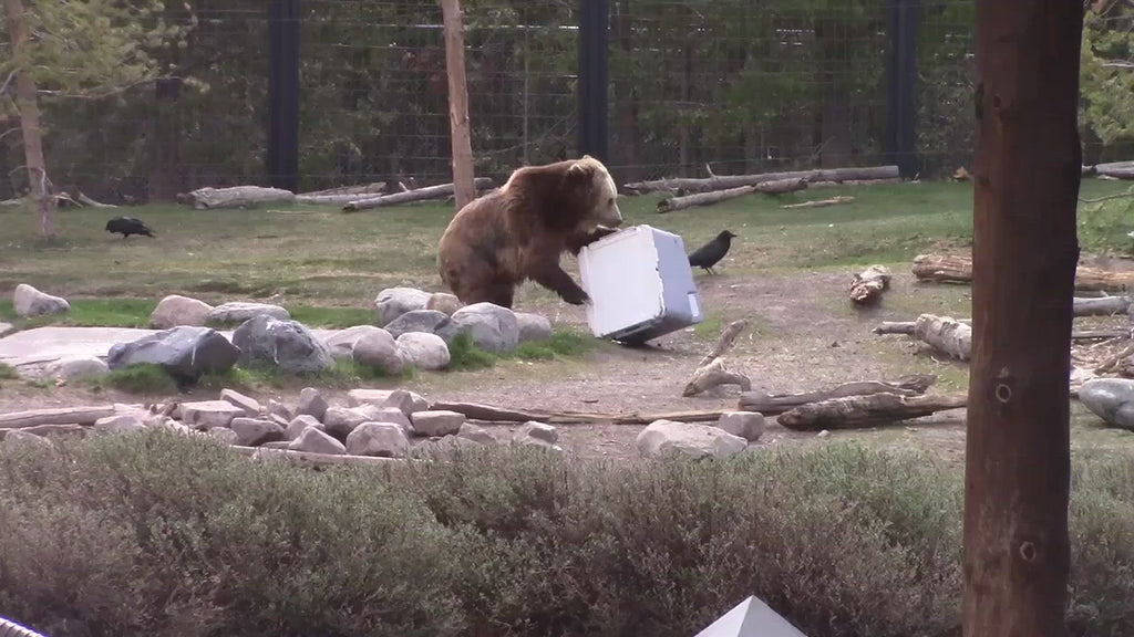 A bear wrestles with the cooler